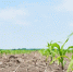 Corn field: young corn plants growing in the sun - Газета Новое Знамя
