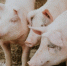 Selective closeup shot of pink pigs in a barn - Газета Новое Знамя