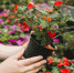 close-up-person-holding-plant - Газета Новое Знамя